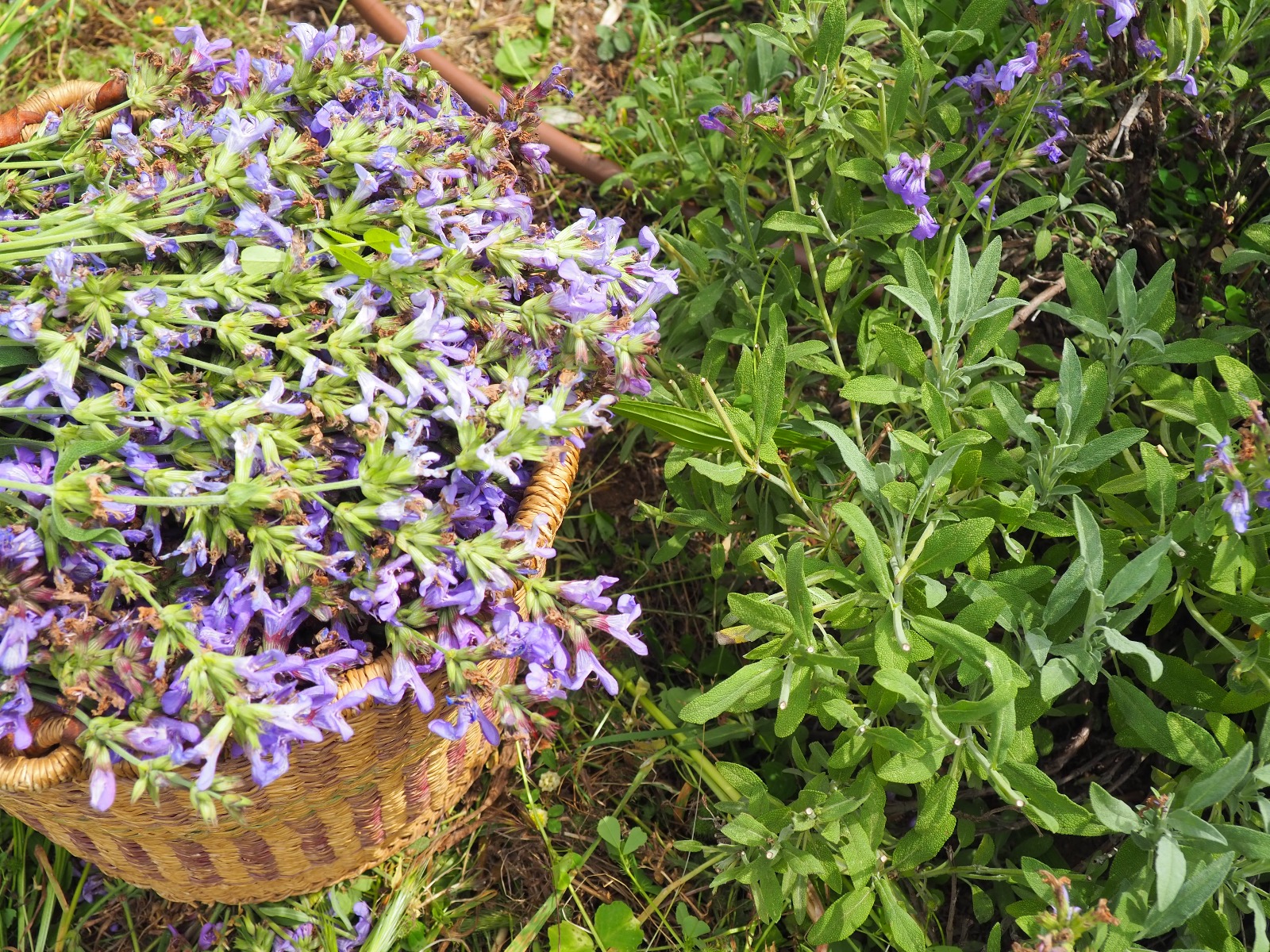 Cueillette à L&rsquo;Alma Salvatica : Rejoignez-nous pour un moment d&rsquo;éveil sensoriel avec des plantes aromatiques