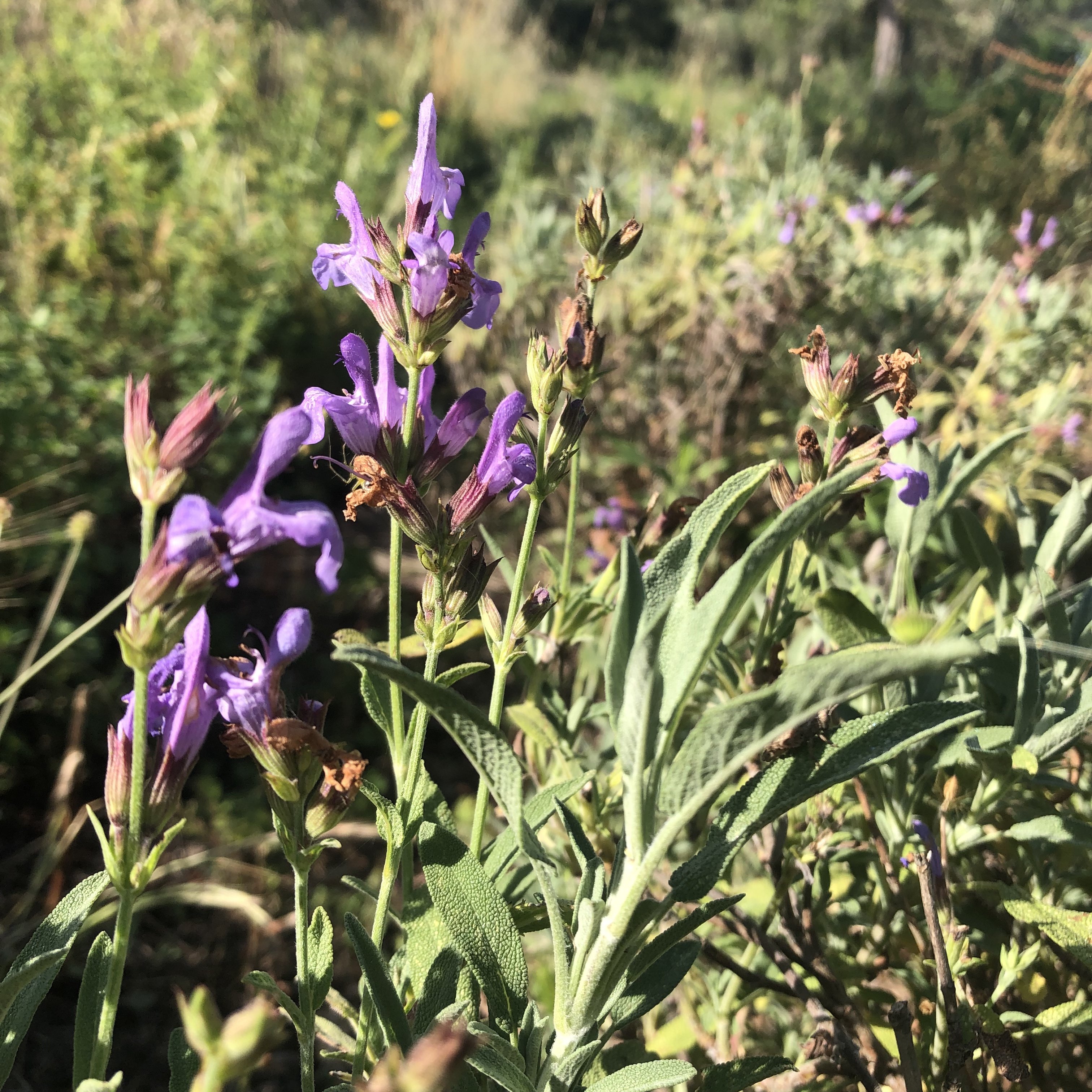 Les apéritifs olfactifs se poursuivent en septembre
